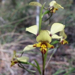 Diuris nigromontana at Point 38 - suppressed