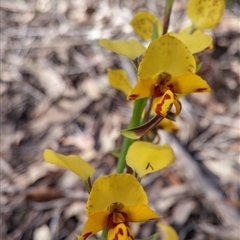 Diuris nigromontana at Point 38 - suppressed