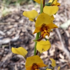 Diuris nigromontana at Point 38 - suppressed