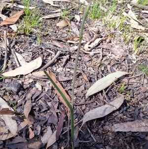 Calochilus sp. at Point 38 - suppressed