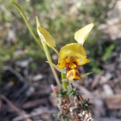Diuris nigromontana (Black Mountain Leopard Orchid) at Bruce, ACT - 11 Oct 2016 by NickWilson