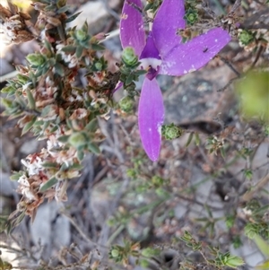 Glossodia major at Point 5815 - suppressed