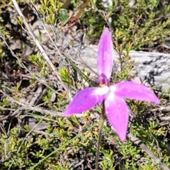 Glossodia major at Point 5815 - suppressed