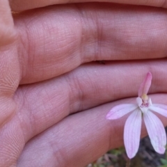 Caladenia fuscata (Dusky Fingers) at Point 5815 - 11 Oct 2016 by NickWilson