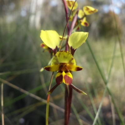 Diuris nigromontana (Black Mountain Leopard Orchid) at Aranda, ACT - 11 Oct 2016 by MattM