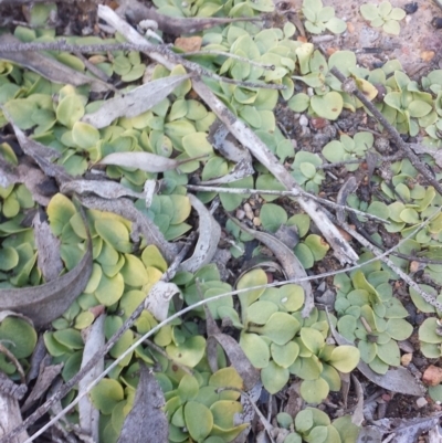 Speculantha rubescens at Aranda, ACT - 11 Oct 2016 by MattM