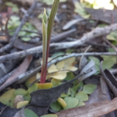 Calochilus sp. at Aranda, ACT - 11 Oct 2016 by MattM