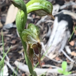 Oligochaetochilus aciculiformis at Point 751 - suppressed