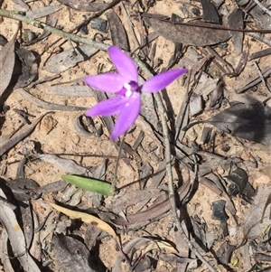 Glossodia major at Point 604 - suppressed