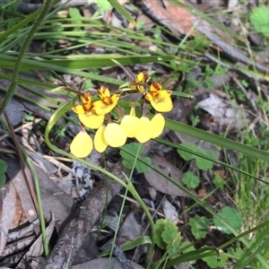 Diuris nigromontana at Point 604 - suppressed