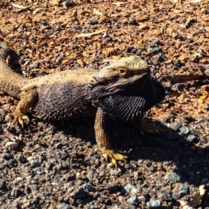 Pogona barbata at Red Hill, ACT - suppressed