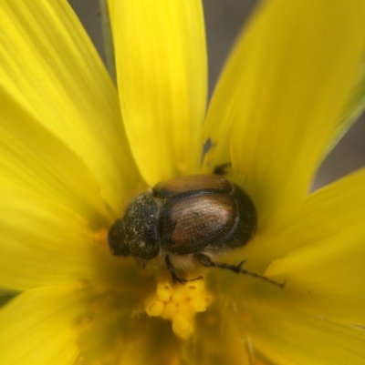 Liparetrus sp. (genus) (Chafer beetle) at Gungahlin, ACT - 12 Oct 2016 by JasonC