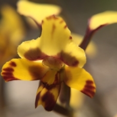 Diuris pardina (Leopard Doubletail) at Mulligans Flat - 12 Oct 2016 by JasonC