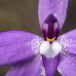 Glossodia major at Gungahlin, ACT - 12 Oct 2016