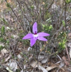 Glossodia major at Gungahlin, ACT - 12 Oct 2016