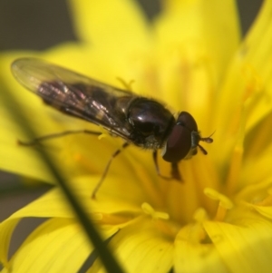 Melangyna viridiceps at Gungahlin, ACT - 12 Oct 2016