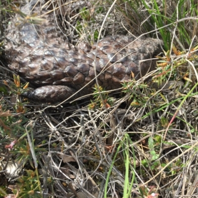 Tiliqua rugosa (Shingleback Lizard) at Gungahlin, ACT - 12 Oct 2016 by JasonC