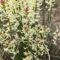 Stackhousia monogyna (Creamy Candles) at Mulligans Flat - 12 Oct 2016 by JasonC