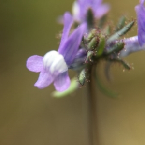 Linaria arvensis at Gungahlin, ACT - 12 Oct 2016 12:50 PM