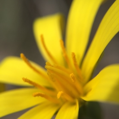 Microseris walteri (Yam Daisy, Murnong) at Mulligans Flat - 12 Oct 2016 by JasonC