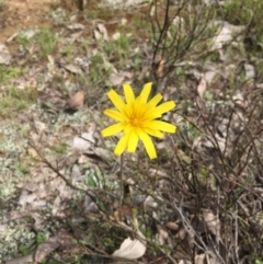 Microseris walteri at Forde, ACT - 12 Oct 2016