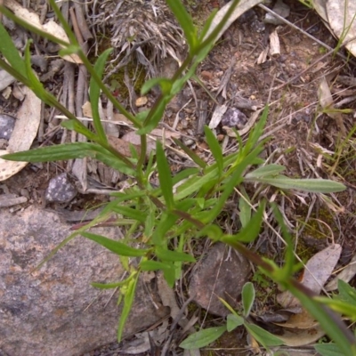 Senecio madagascariensis (Madagascan Fireweed, Fireweed) at Scrivener Hill - 12 Oct 2016 by Mike