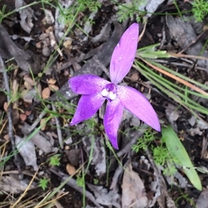 Glossodia major at Point 455 - suppressed