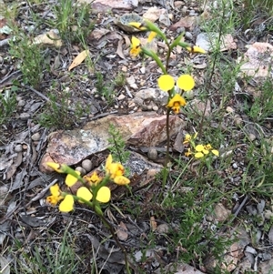 Diuris nigromontana at Point 455 - suppressed