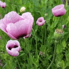 Papaver somniferum at O'Malley, ACT - 12 Oct 2016