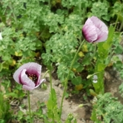 Papaver somniferum (Opium Poppy) at O'Malley, ACT - 12 Oct 2016 by Mike