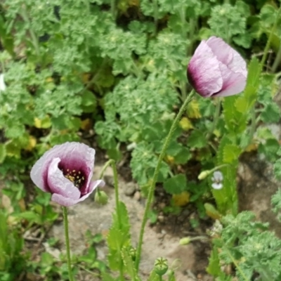 Papaver somniferum (Opium Poppy) at O'Malley, ACT - 12 Oct 2016 by Mike