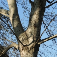 Populus alba at Tharwa, ACT - 2 Oct 2016