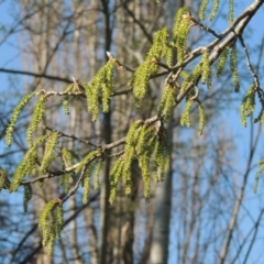 Populus alba at Tharwa, ACT - 2 Oct 2016