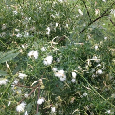 Clematis leptophylla (Small-leaf Clematis, Old Man's Beard) at Deakin, ACT - 12 Oct 2016 by Ratcliffe