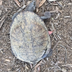 Chelodina longicollis (Eastern Long-necked Turtle) at Mulligans Flat - 12 Oct 2016 by CedricBear