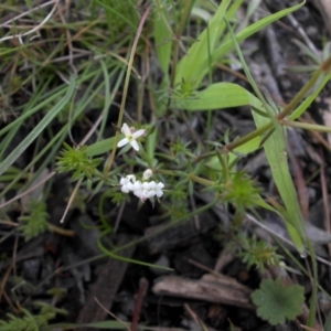 Asperula conferta at Majura, ACT - 12 Oct 2016