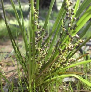 Lomandra filiformis at Majura, ACT - 12 Oct 2016 09:11 AM