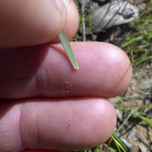 Lomandra filiformis at Majura, ACT - 12 Oct 2016 09:11 AM