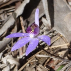 Cyanicula caerulea at Acton, ACT - suppressed