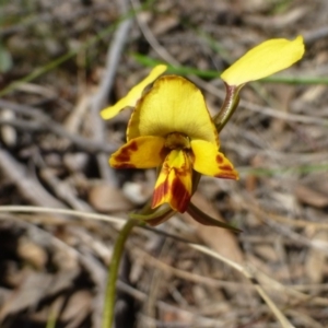 Diuris nigromontana at Acton, ACT - suppressed