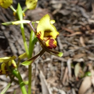 Diuris nigromontana at Acton, ACT - 12 Oct 2016