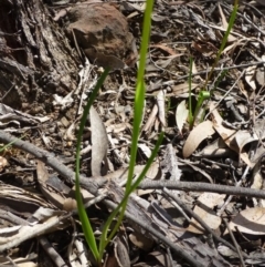 Diuris nigromontana at Acton, ACT - 12 Oct 2016