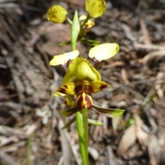 Diuris nigromontana at Acton, ACT - 12 Oct 2016