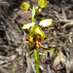 Diuris nigromontana at Acton, ACT - 12 Oct 2016