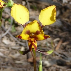 Diuris nigromontana at Acton, ACT - 12 Oct 2016