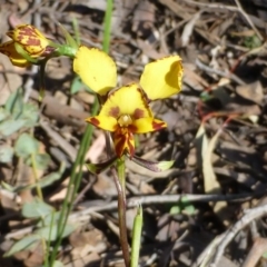 Diuris nigromontana at Acton, ACT - 12 Oct 2016