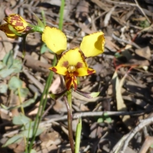 Diuris nigromontana at Acton, ACT - 12 Oct 2016