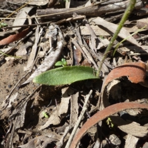 Glossodia major at Acton, ACT - 12 Oct 2016