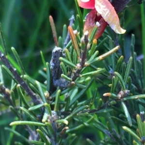 Dillwynia sp. Yetholme (P.C.Jobson 5080) NSW Herbarium at Googong, NSW - 12 Oct 2016