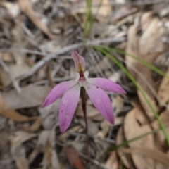 Caladenia fuscata (Dusky Fingers) at Point 5832 - 11 Oct 2016 by RWPurdie